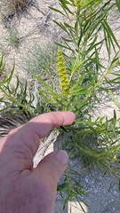 Stillingia sylvatica