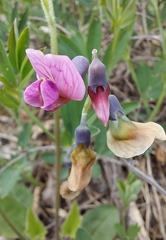 Lathyrus linifolius