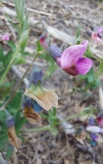 Lathyrus linifolius
