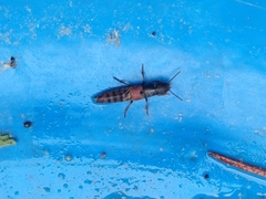 Platydracus cinnamopterus