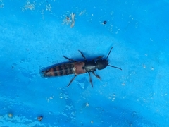 Platydracus cinnamopterus