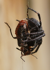 Cantharis rustica