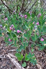 Lathyrus linifolius