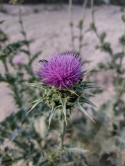Silybum marianum