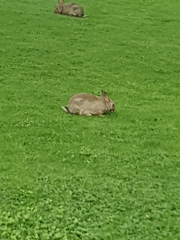 Oryctolagus cuniculus