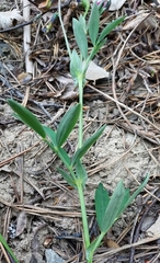 Lathyrus linifolius