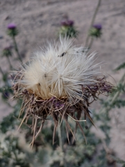 Silybum marianum