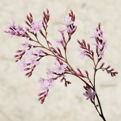 Limonium caesium