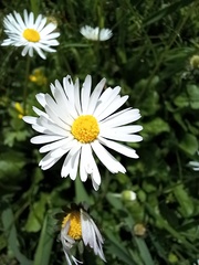 Bellis perennis
