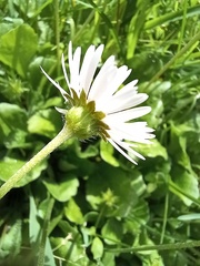 Bellis perennis