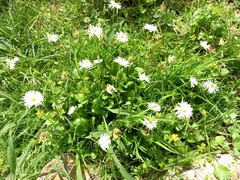 Bellis perennis
