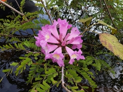 Handroanthus barbatus
