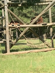 Pongo