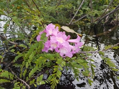Handroanthus barbatus