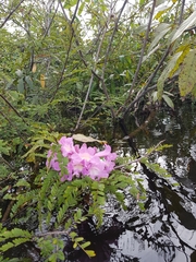 Handroanthus barbatus