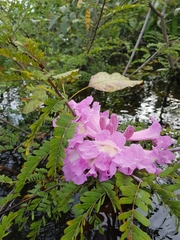 Handroanthus barbatus