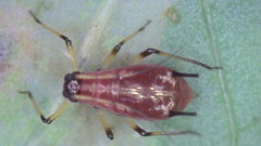 Uroleucon sonchi
