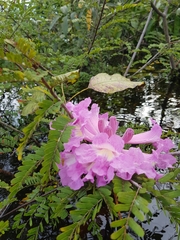 Handroanthus barbatus