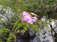 Handroanthus barbatus