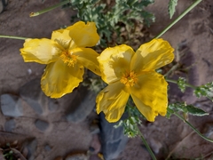 Glaucium flavum