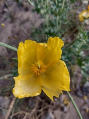 Glaucium flavum