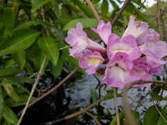 Handroanthus barbatus