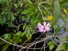 Handroanthus barbatus