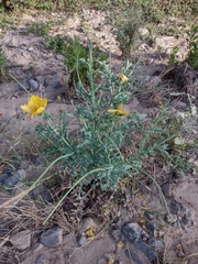Glaucium flavum
