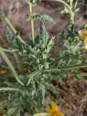 Glaucium flavum