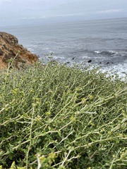 Eriogonum heermannii