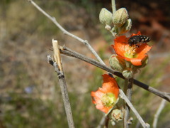Acmaeodera bowditchi