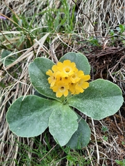 Primula auricula