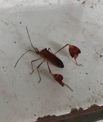 Anisoscelis podalicus