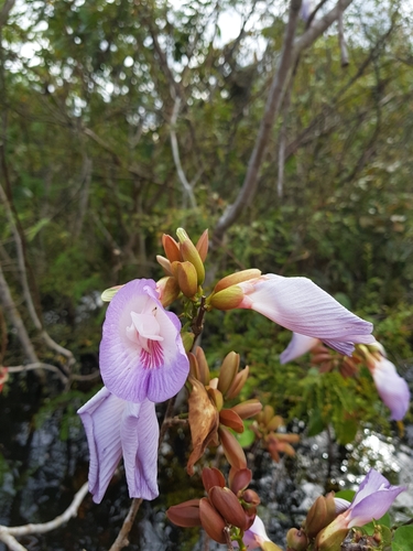 Clitoria amazonum