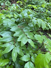 Polygonatum biflorum