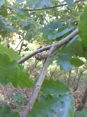 Pseudoneuroterus macropterus