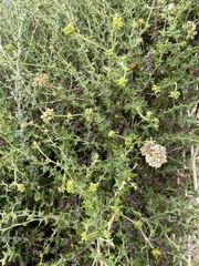 Eriogonum heermannii