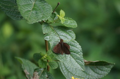 Miltomiges cinnamomea