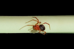 Ruborridion musivum