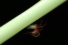 Ruborridion musivum