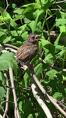 Cardinalis