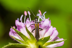 Oedemera pthysica