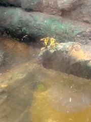 Dendrobates leucomelas