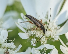 Analeptura