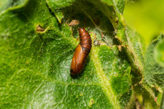 Tortrix viridana