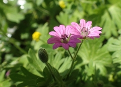 Geranium pusillum