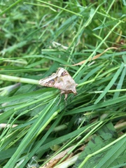 Phlogophora meticulosa