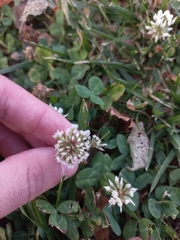 Trifolium repens