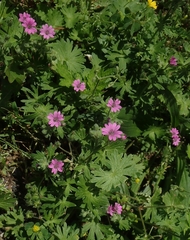 Geranium pusillum