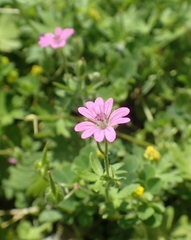 Geranium pusillum